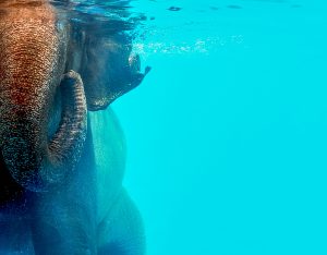 destinos ecoturísticos_elefante_nadando